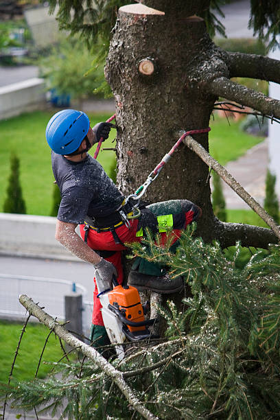 Best Firewood Processing and Delivery  in Alexandria, KY